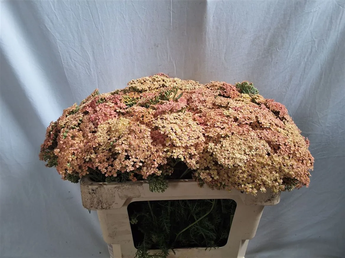 Achillea Lachsschönheit • 52 cm