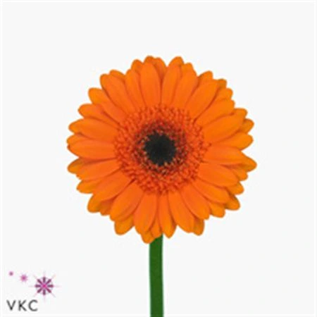 Germini Aqua ostatné Orange + Black Eye X80 • 50 cm