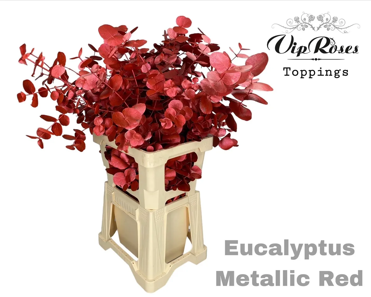 Eukalyptus Cinerea Metallic Red 300gr • 65 cm