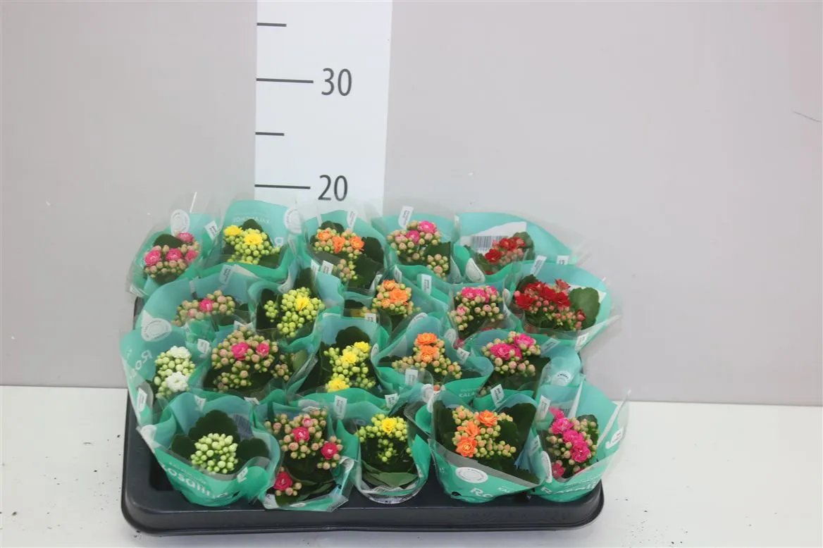 Kalanchoe Rosalina mix • črepník 6 cm