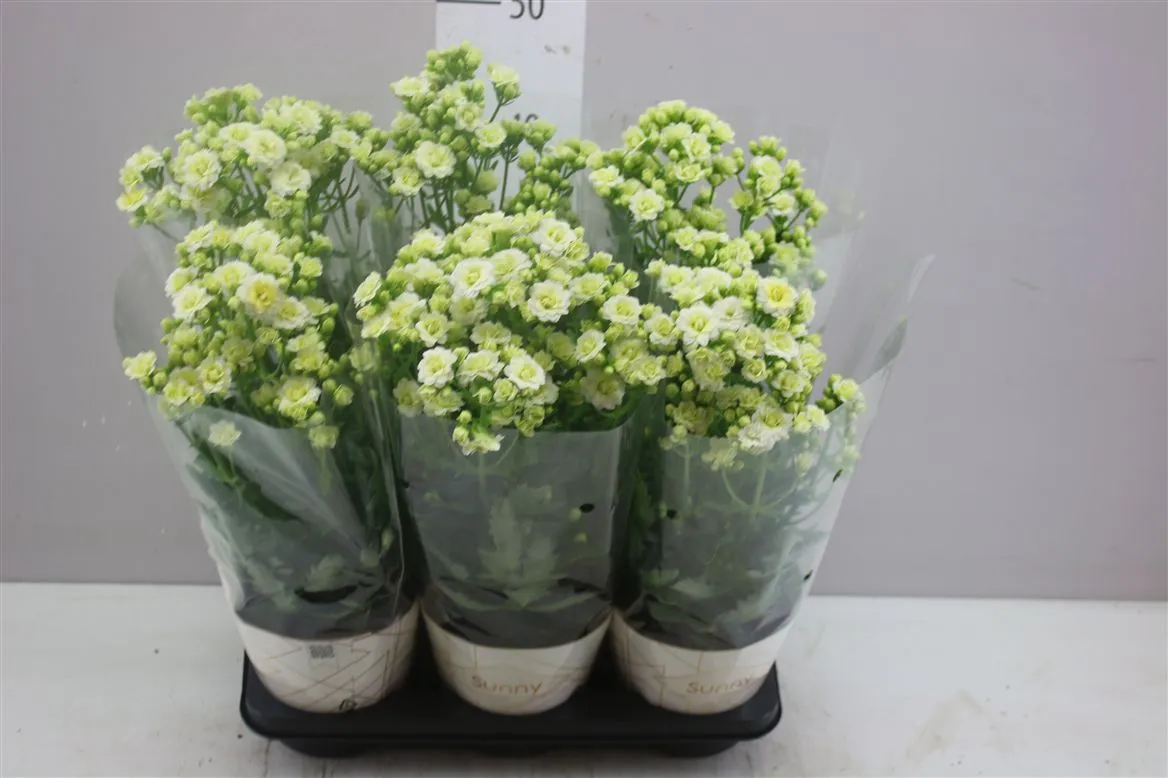 Kalanchoe Sunny White Rijp A2 • črepník 14 cm