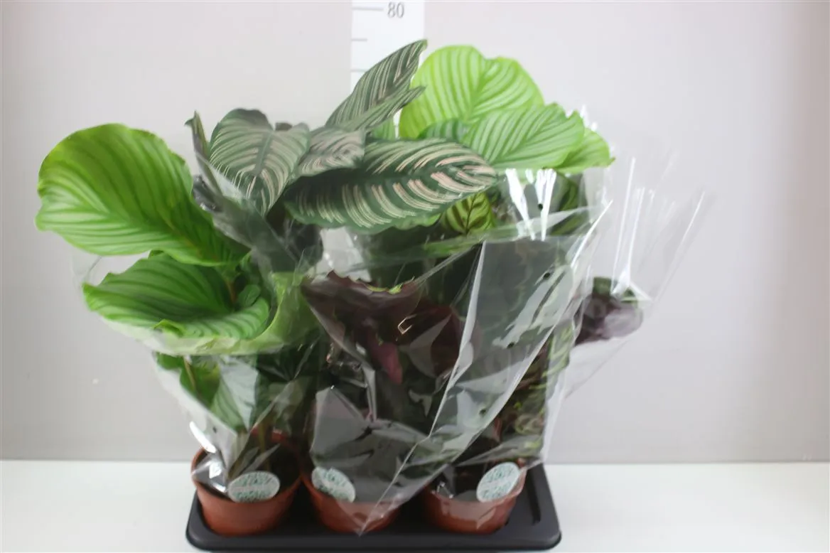 Calathea Gemengd • črepník 17 cm