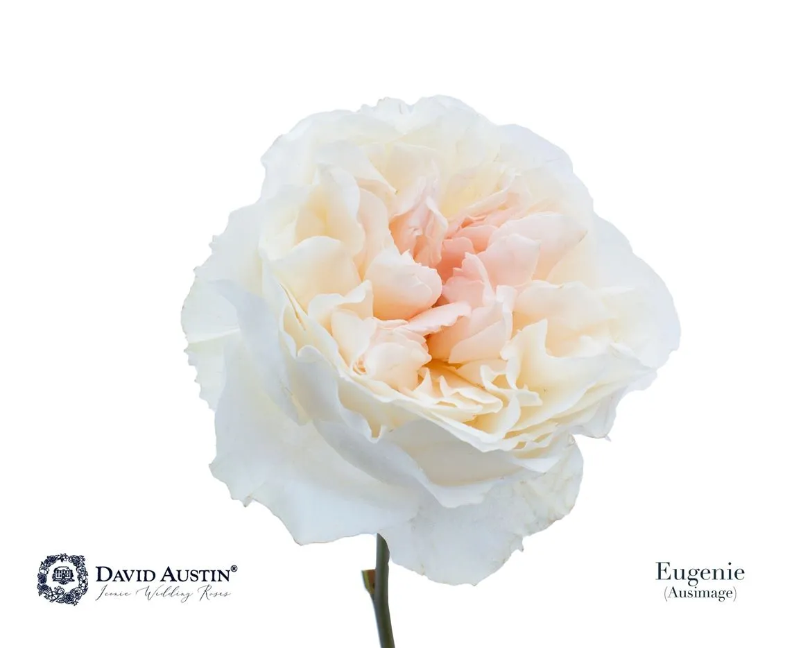 Ruža záhradná Austin Eugenie • 50 cm