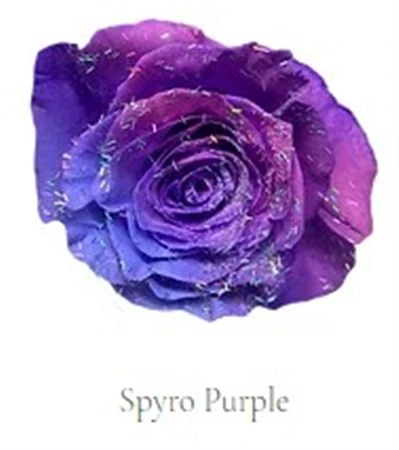 Ruža farbená Spyro Purple, Ekvádor • 50 cm