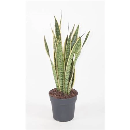 Sansevieria Laurentii P17 • črepník 17 cm