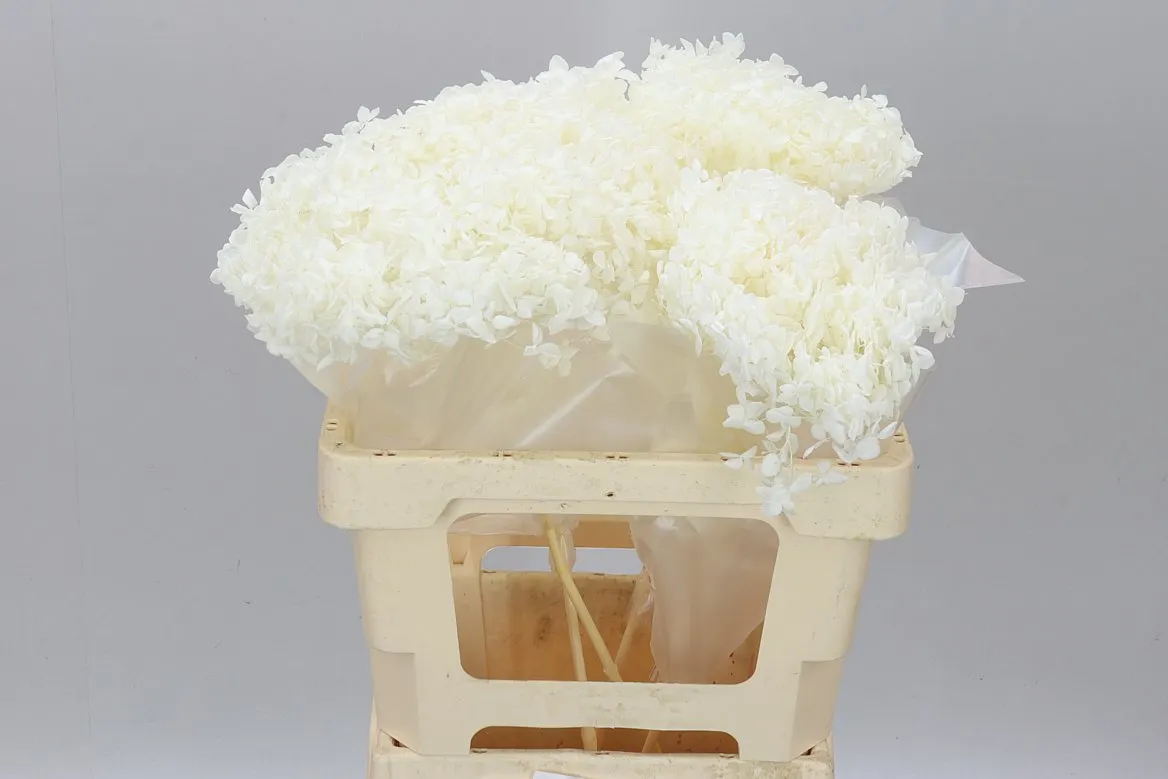 Hydrangea Bleach, sušené • 70 cm