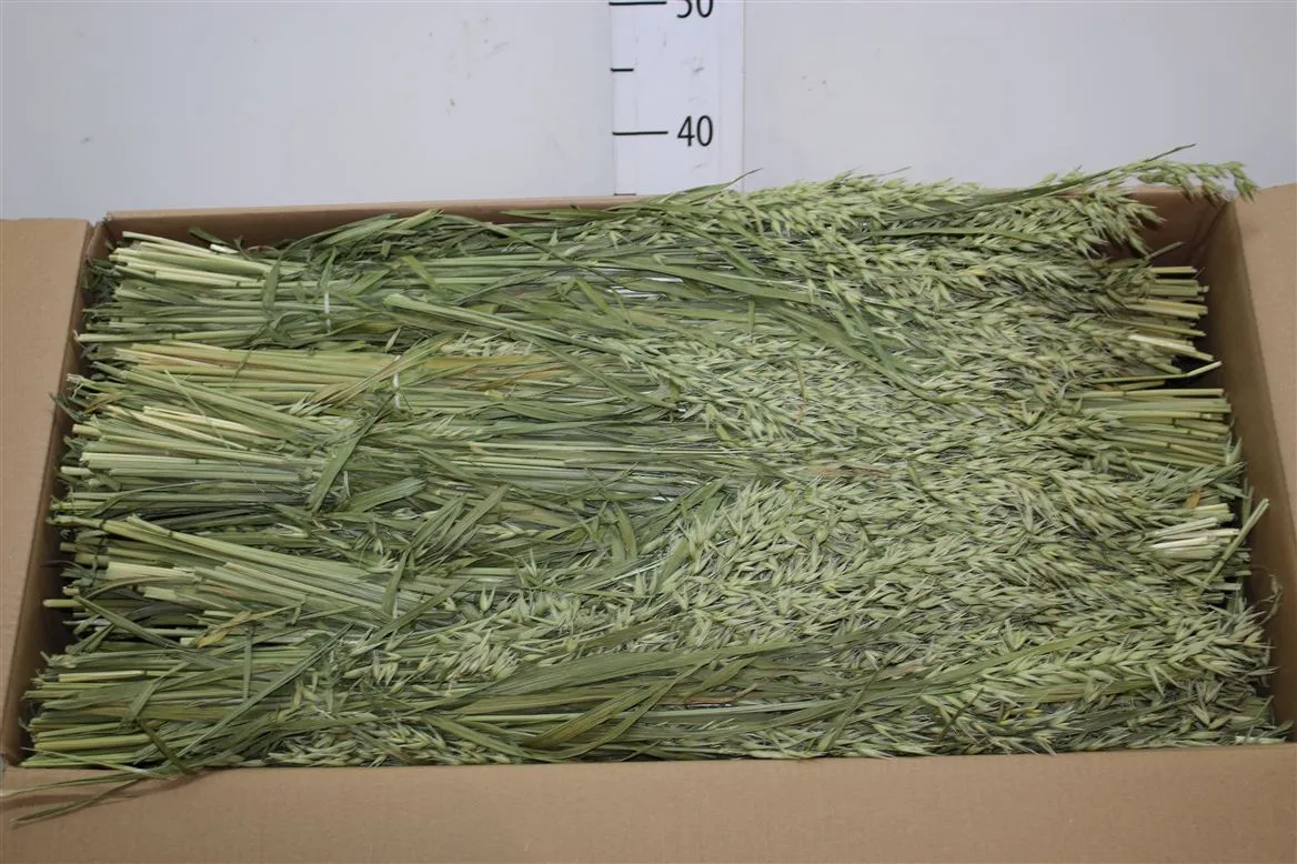 Haver Oats, sušené