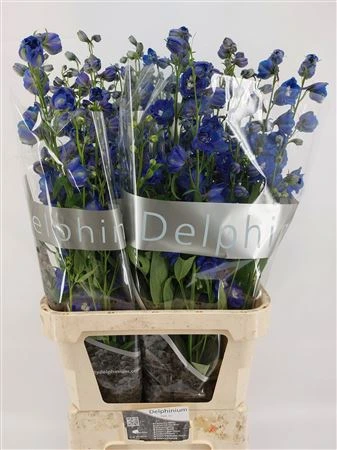 Stračonôžka Elatum Blue Emerald • 80 cm