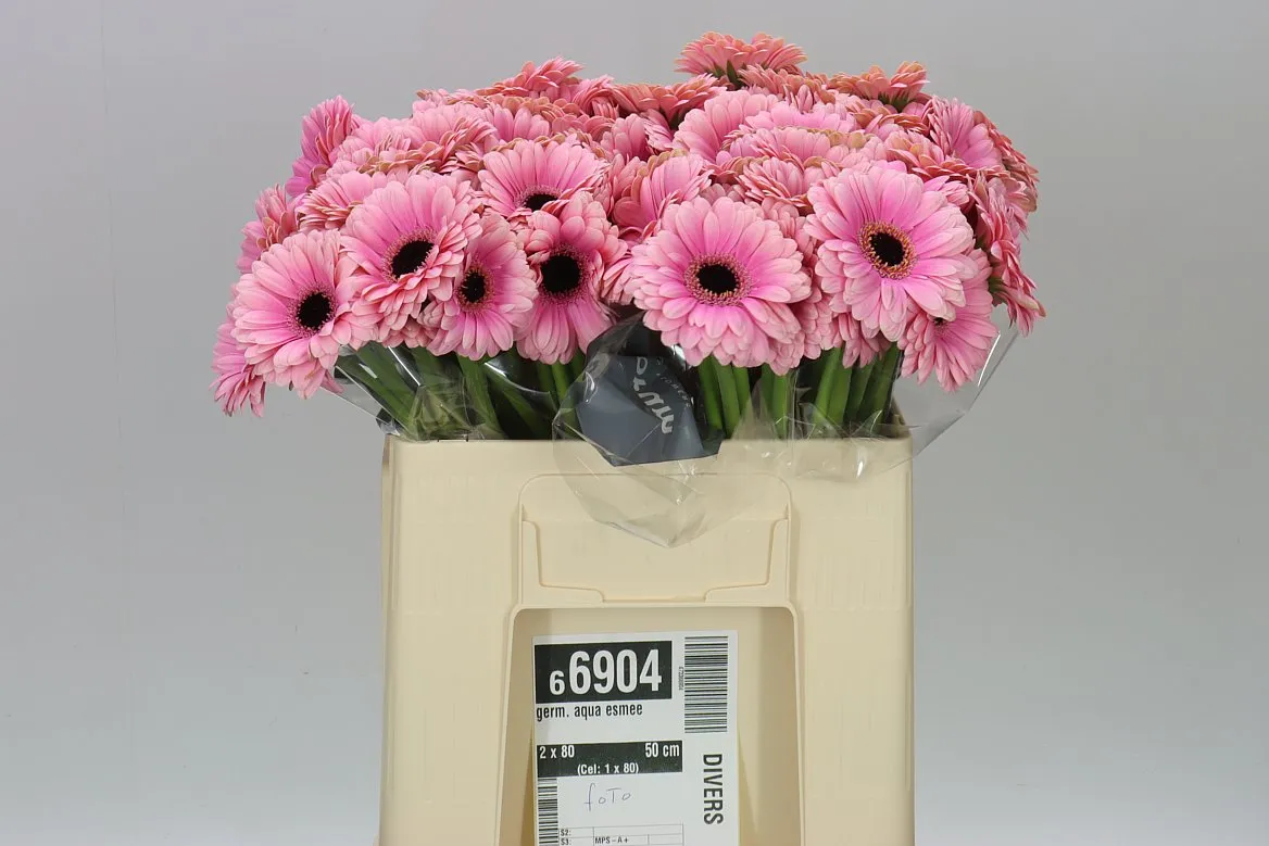 Germini Aqua Esmee • 50 cm