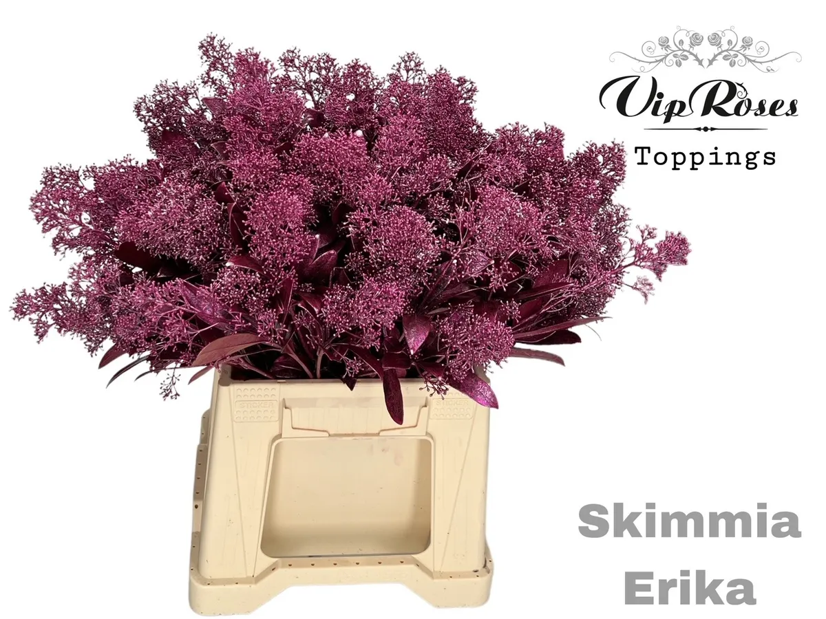 Skimmia Metallic Erica • 45 cm