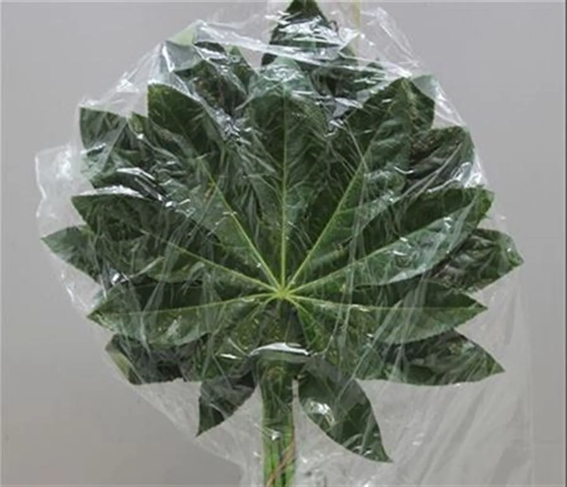 Aralia Small Vacuum X5 • 30 cm
