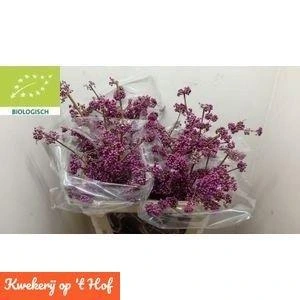 Callicarpa Bod Profu • 80 cm