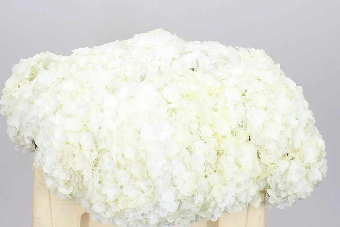 Hortenzia Highnes • 50 cm