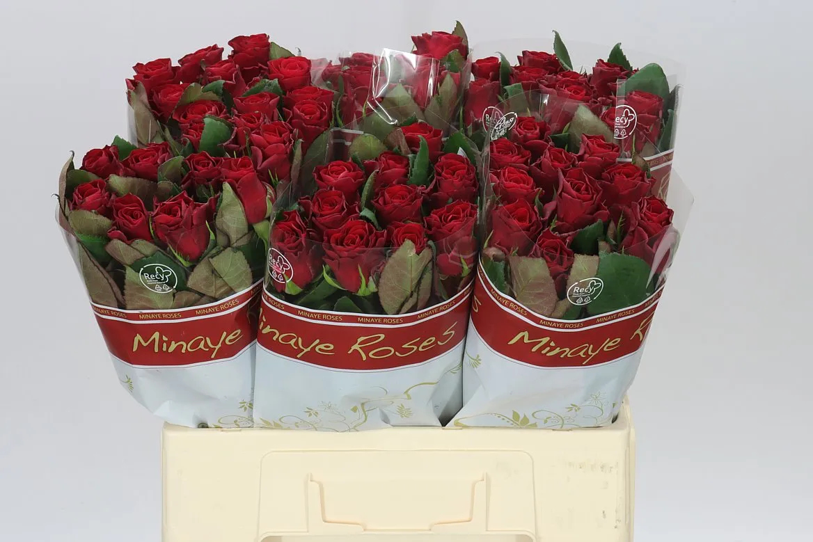 Rosa Gr Red Tacazzi+ • 60 cm