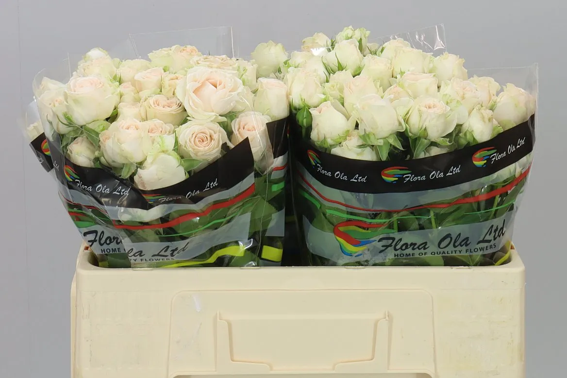 Rosa Tr Sofie • 50 cm