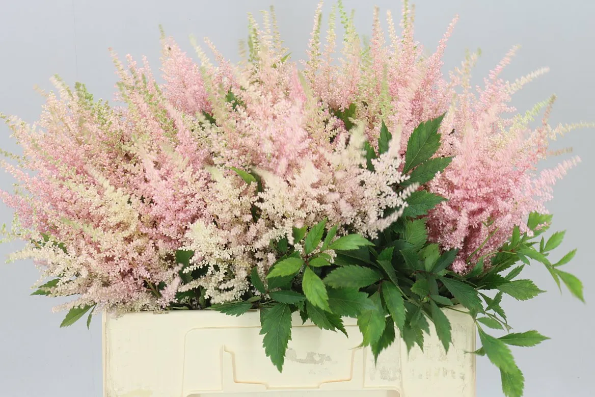 Astilbe Avalanche • 60 cm