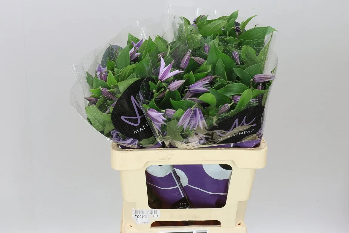 Clematis Star River • 60 cm