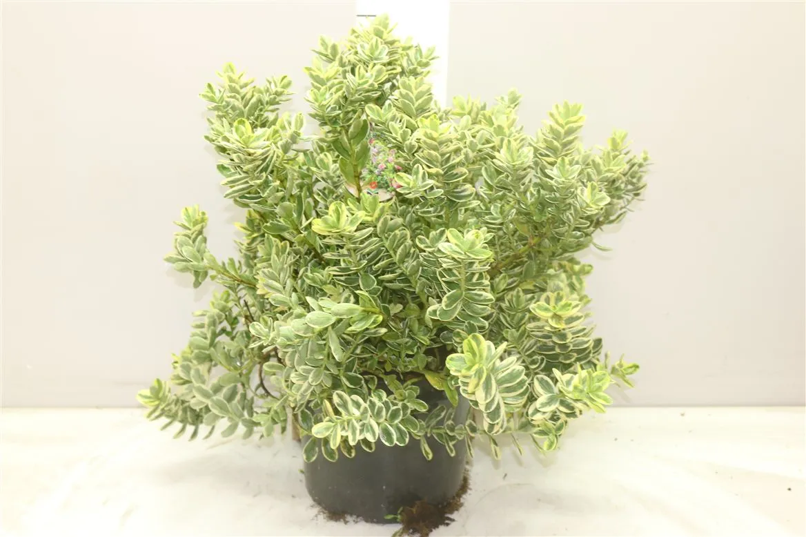 Hebe And Variegata • črepník 26 cm