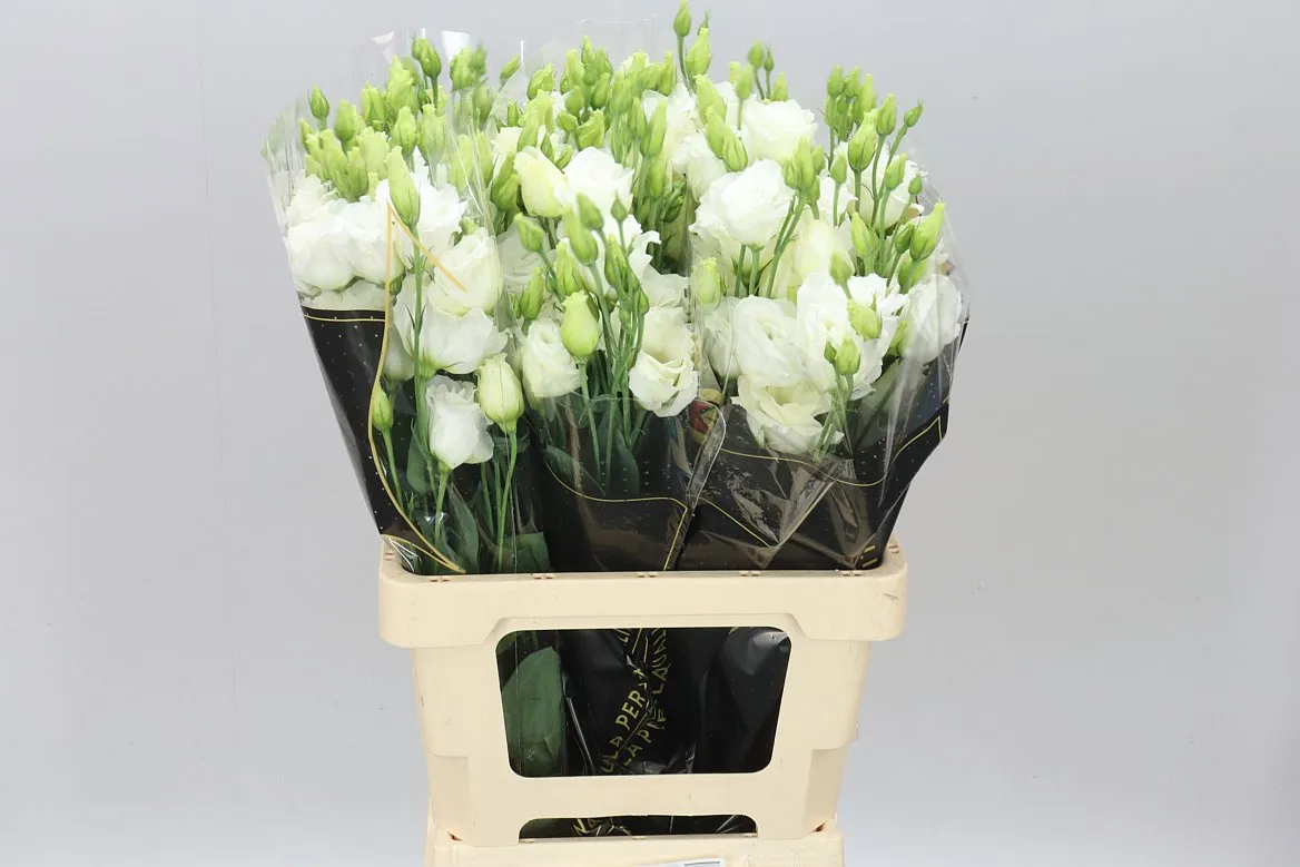 Eustóma plnokvetá Prime White • 72 cm
