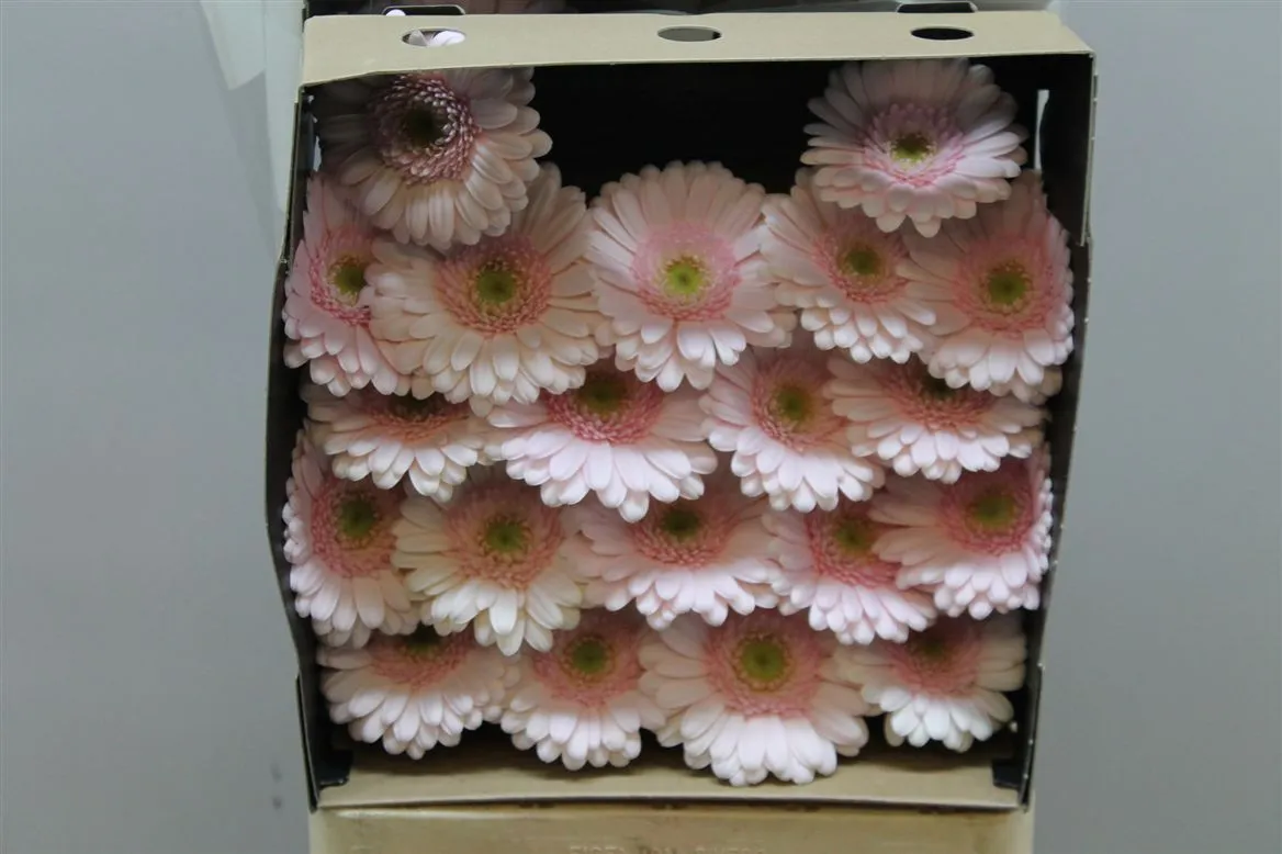 Germ D Bridal Kimsey • 55 cm