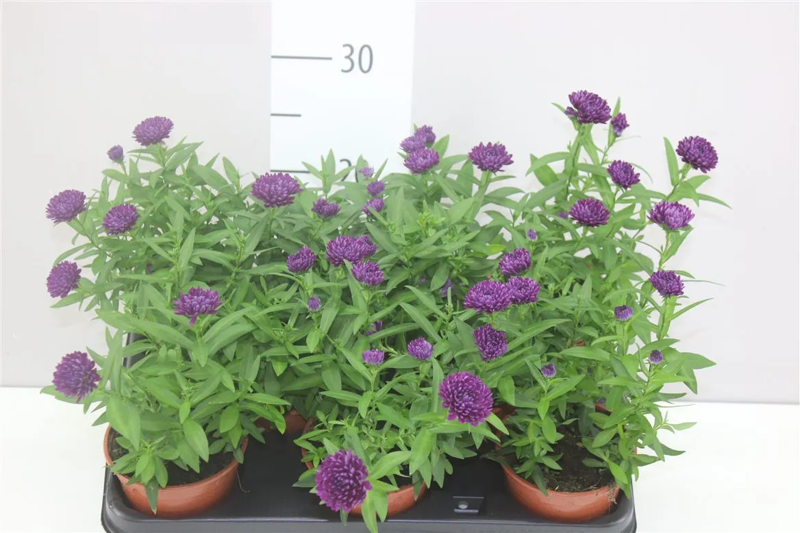 Aster Novi Belgii Purple • črepník 11 cm