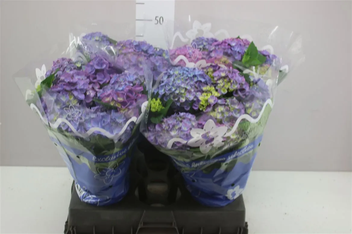 Hortenzia črepníková modrá 8+ • črepník 14 cm