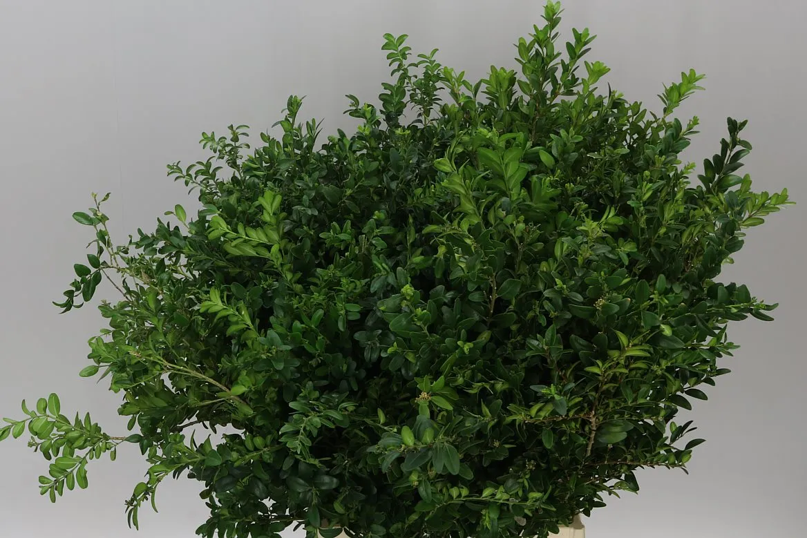 Buxus Per Bos • 55 cm
