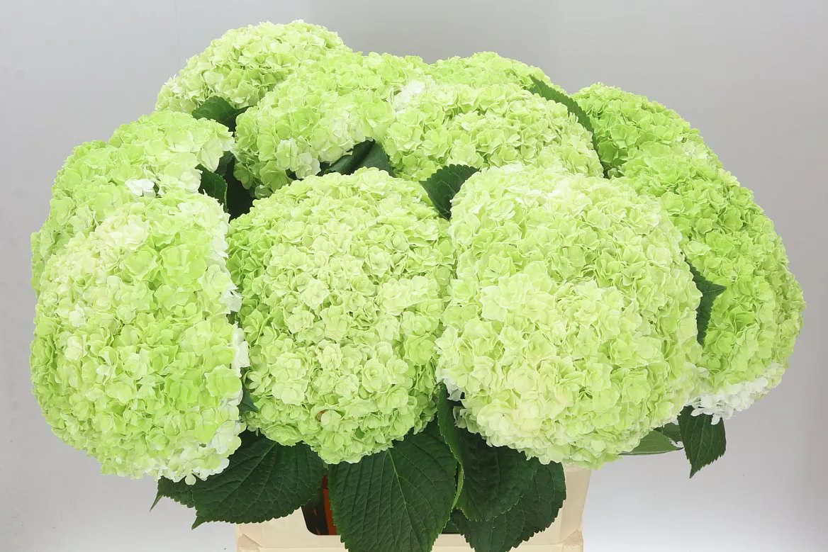 Hortenzia Highness Classic • 80 cm