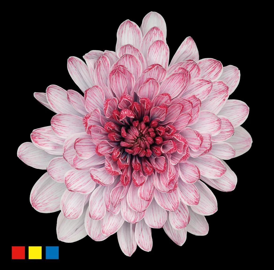 Chryzantéma trsová Altaj Hollandia • 70 cm