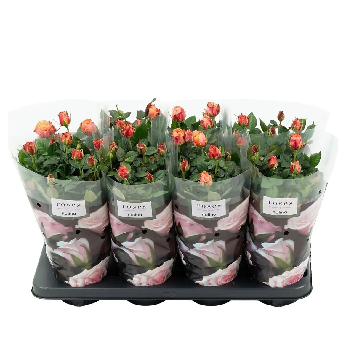Rosa Patio Oranje • črepník 13 cm