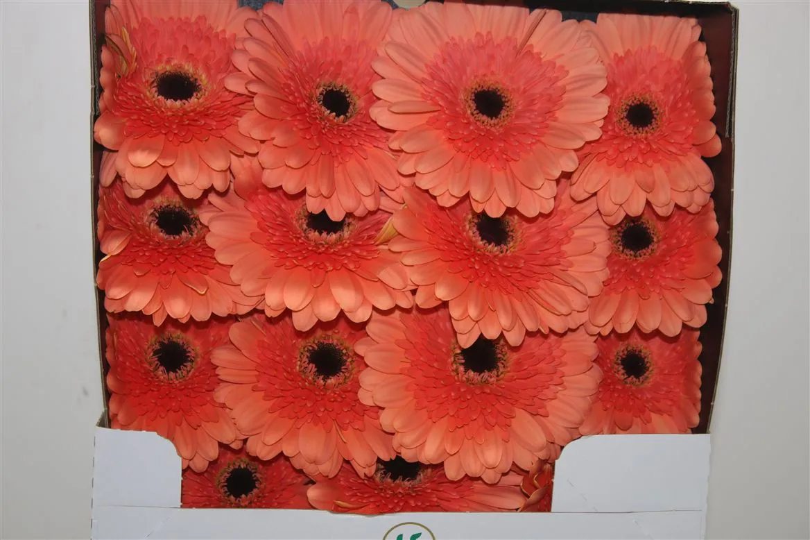 Gerbera Diamond Colin • 55 cm