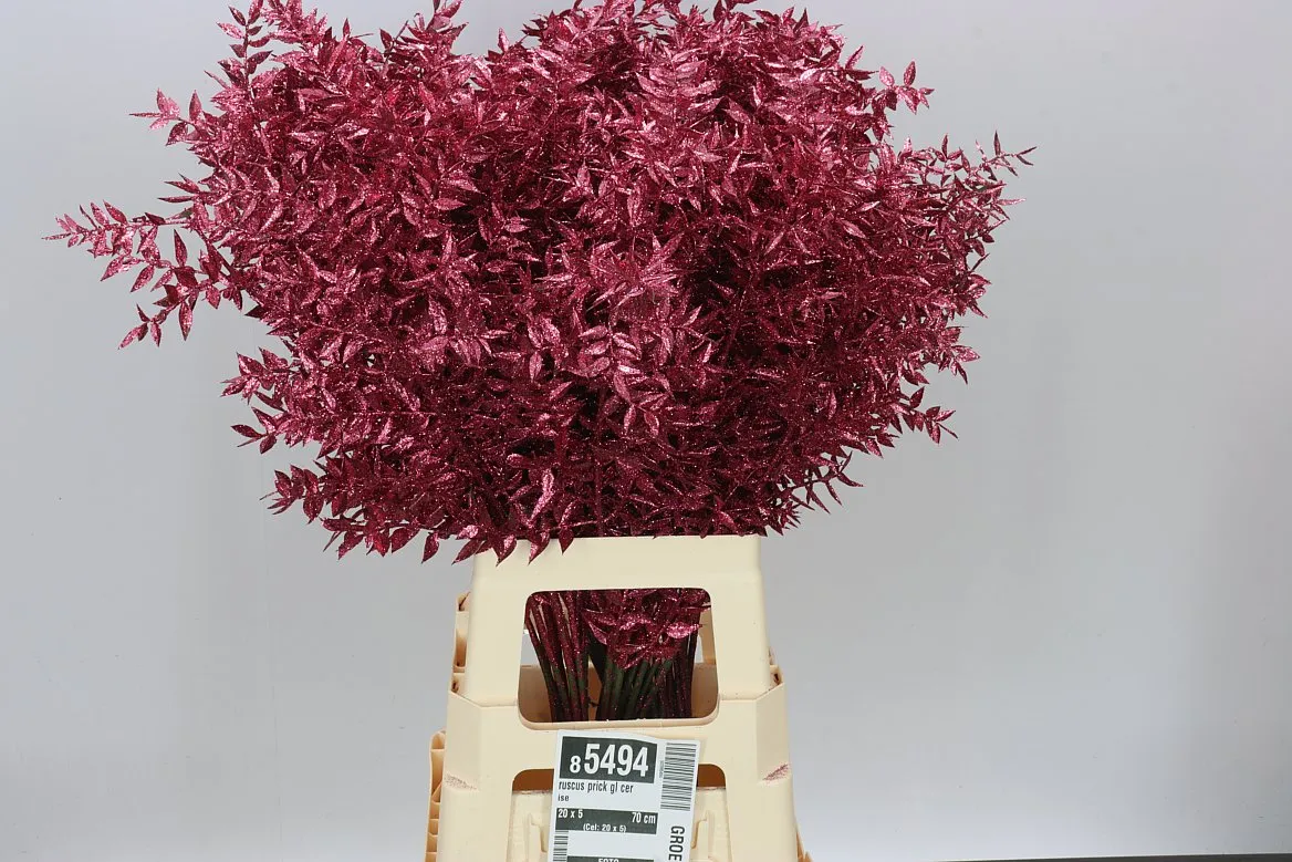 Ruskus Prick Gl Cerise • 70 cm