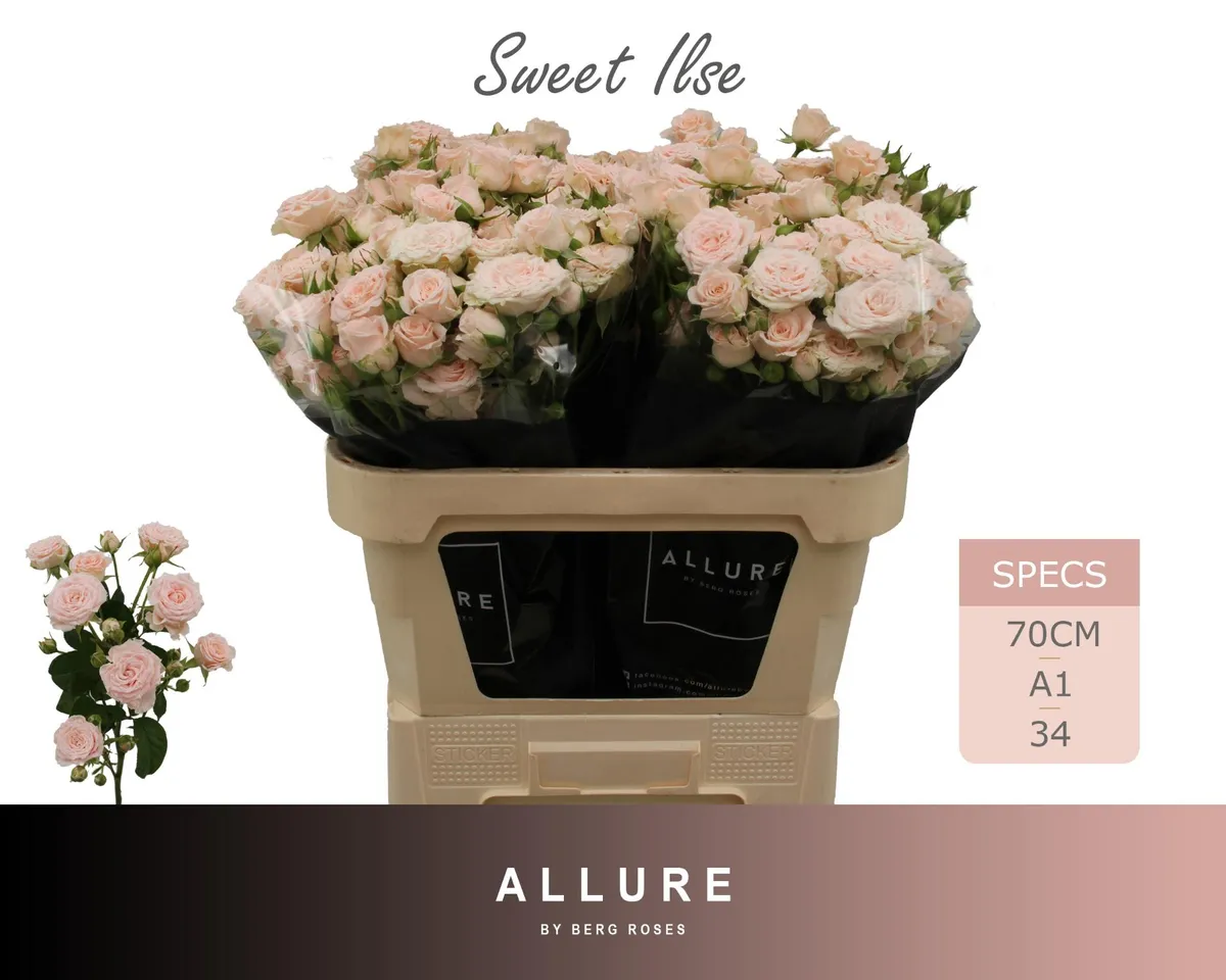 R Tr Sweet Ilse • 70 cm