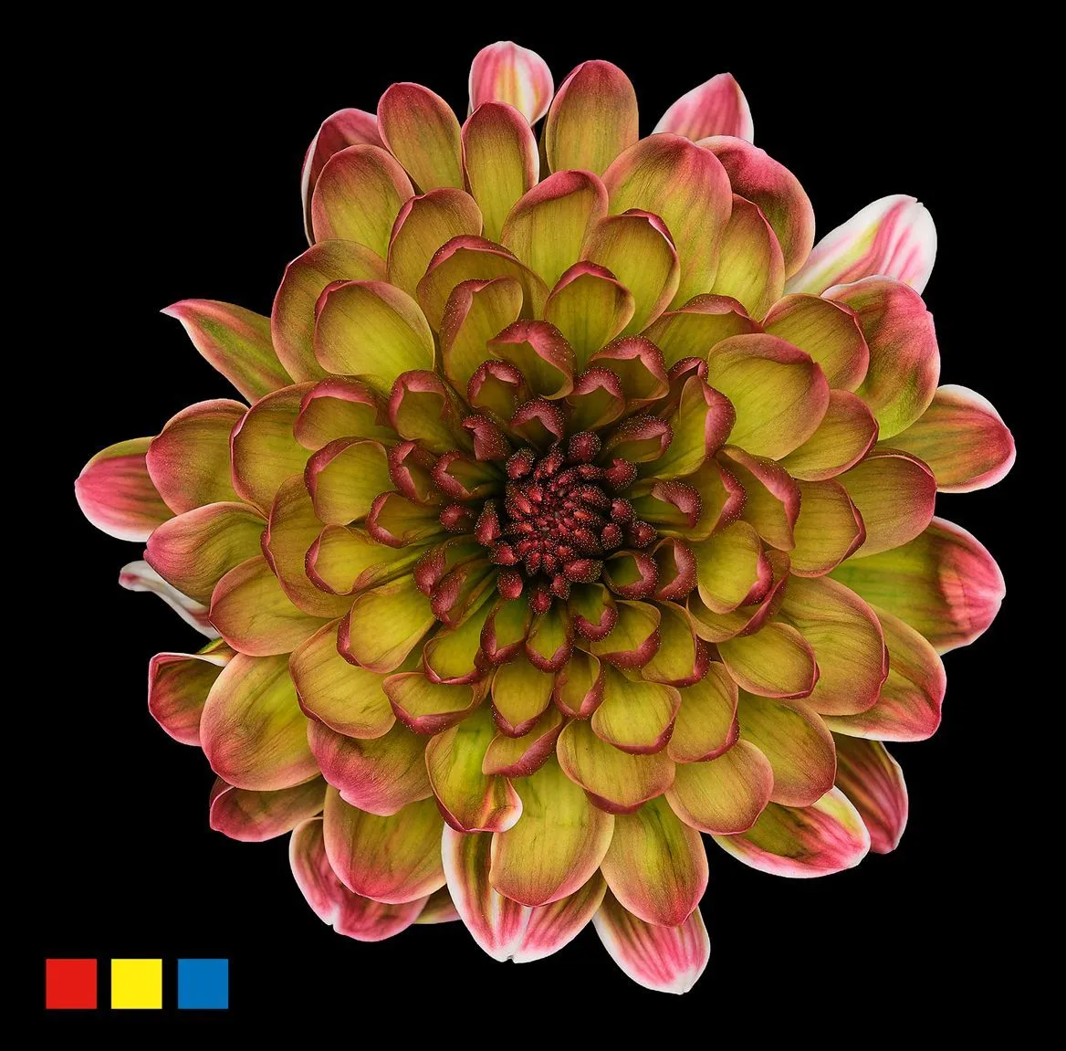 Chryzantéma trsová Altaj Hortensia • 70 cm