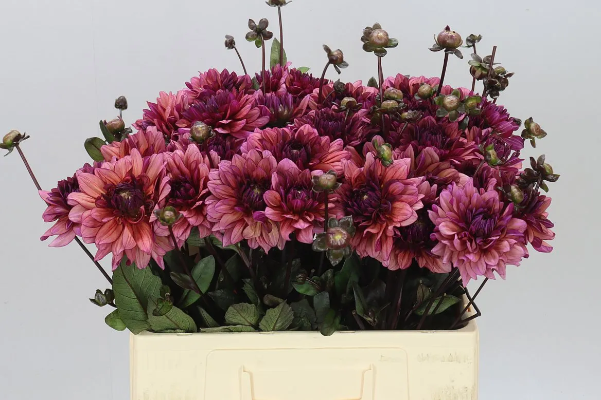 Dahlia Molly Raven • 60 cm