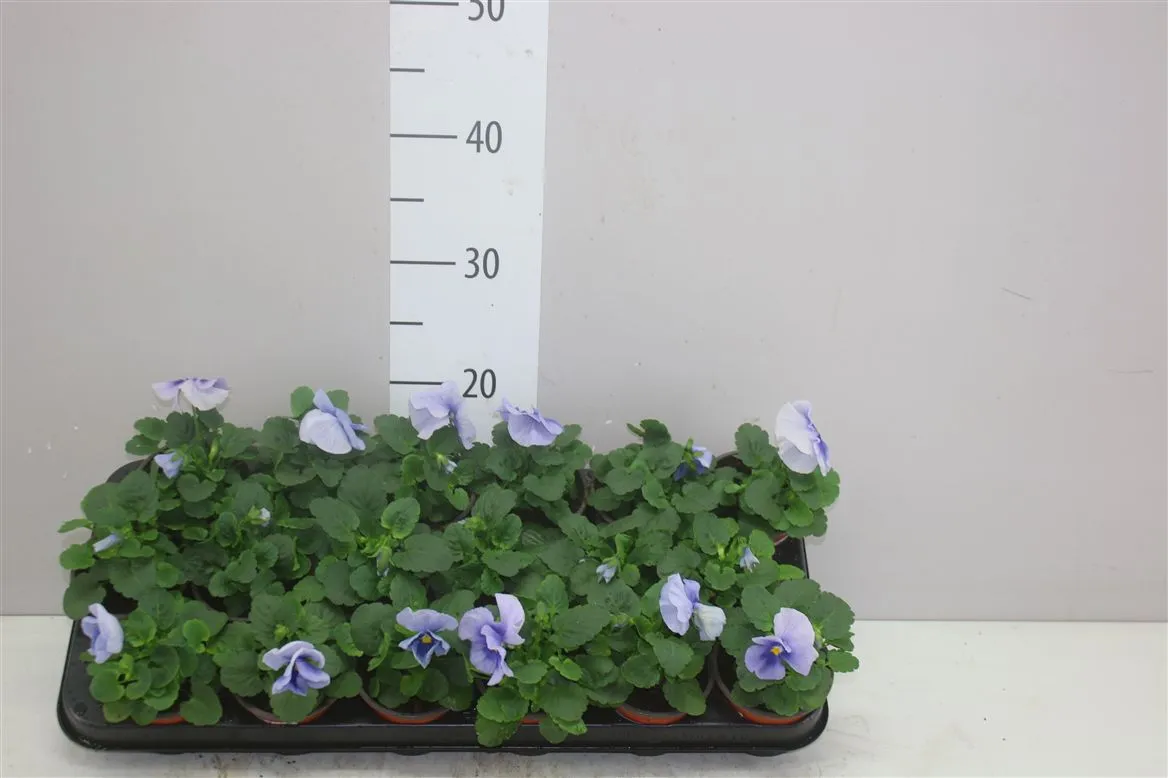 Viola Wi Delta Flair Light Blue