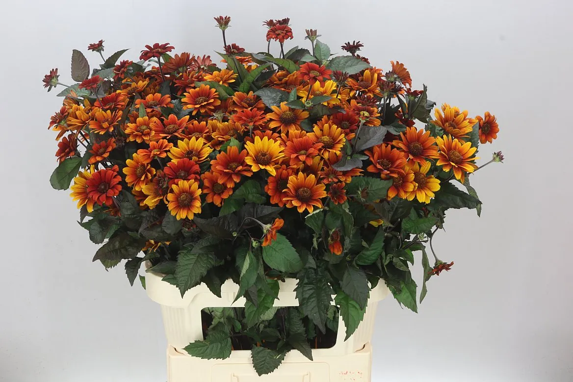 Heliopsis Red Shades • 80 cm