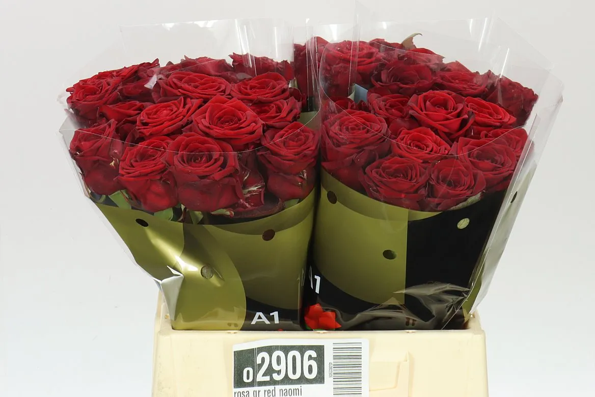 Ruža Red Naomi Marjo • 40 cm