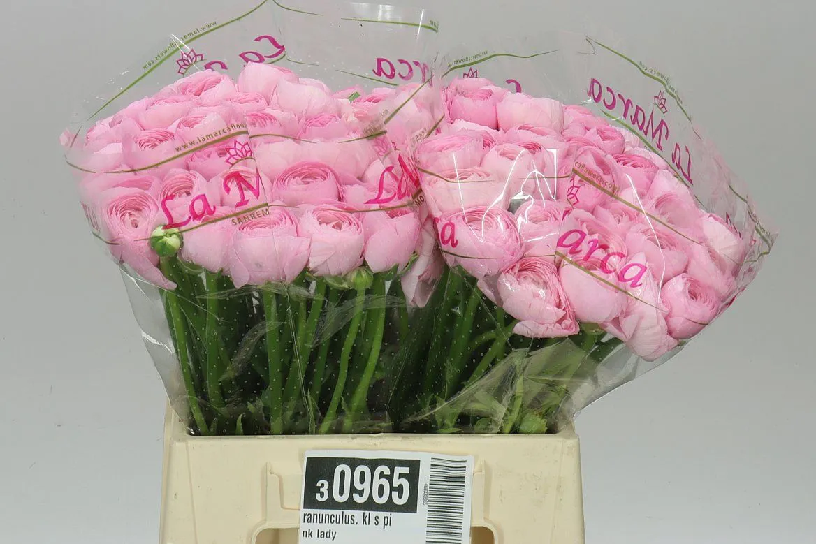 Iskerník . Kl S Hanoi Pink • 40 cm