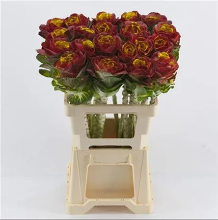 Brassica Painted Bordeaux Yellow • 60 cm