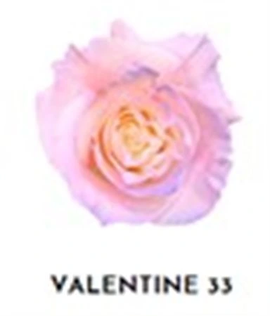 Ruža farbená Valentine 33, Ekvádor • 50 cm
