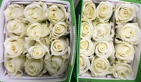 Rosa Gr Ec High Light • 50 cm