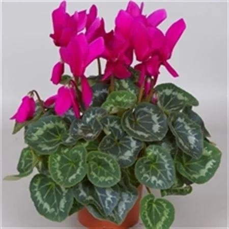 Cyclamen Gr Purple • črepník 13 cm