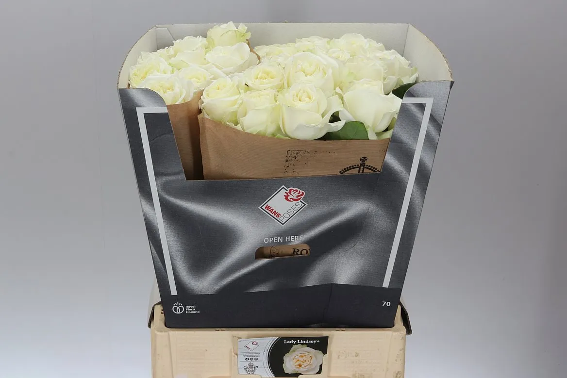 Ruža záhradná Lady Lindsey • 60 cm