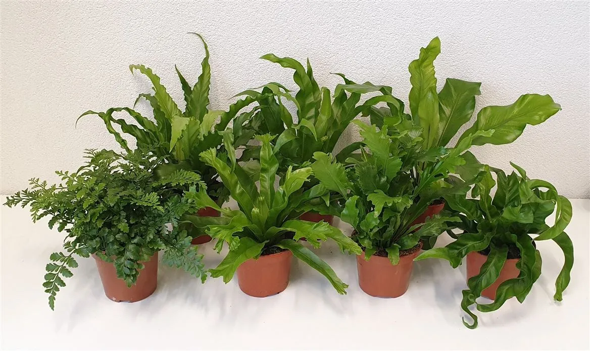 Asplenium mix • črepník 12 cm