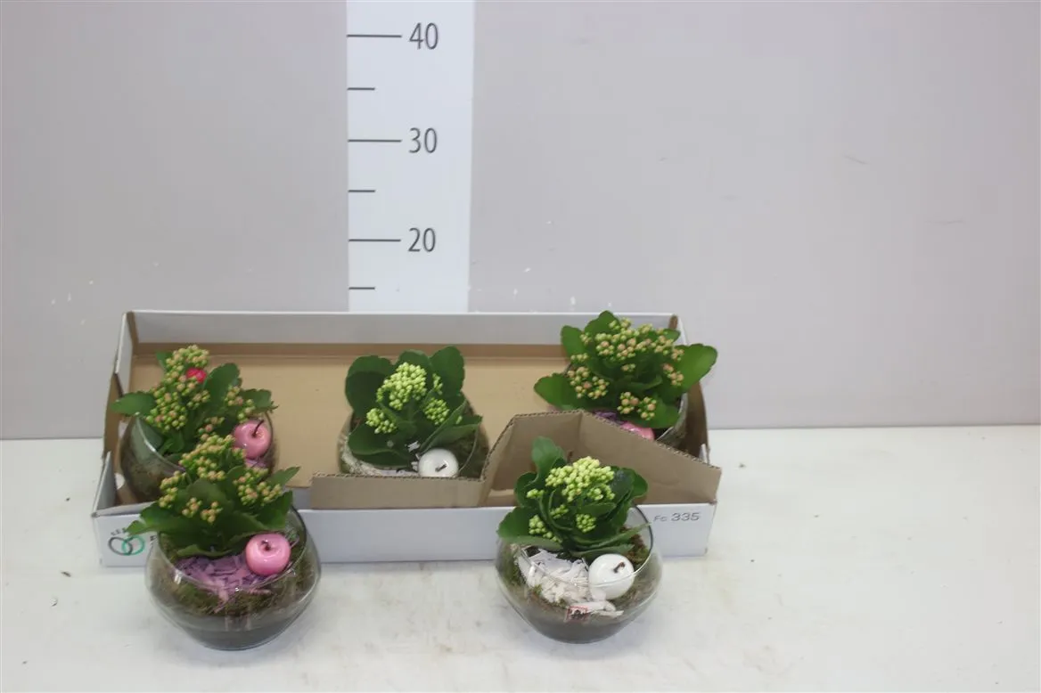 Arr Kamerplanten v obale Glas Bol • črepník 15 cm
