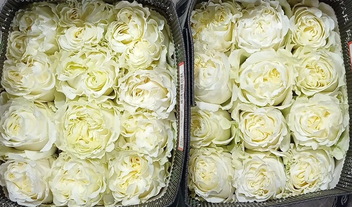 Rosa Gar Creamy Kiss • 70 cm