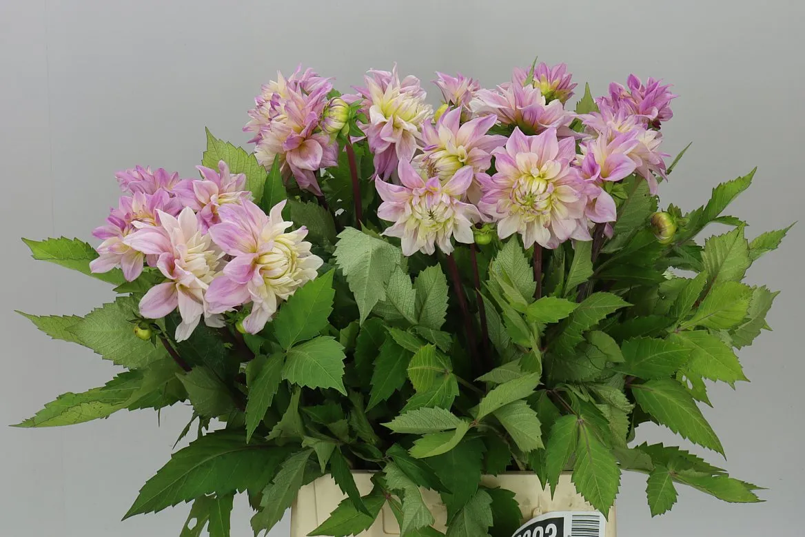 Dahlia Sweet Tiamo • 50 cm