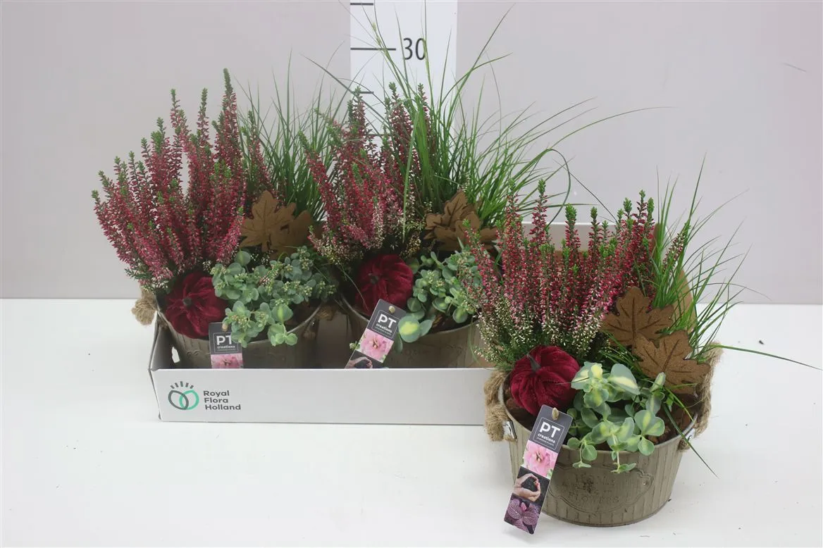Arr Tuinplanten In Zink Rond Met Touworen • črepník 18 cm