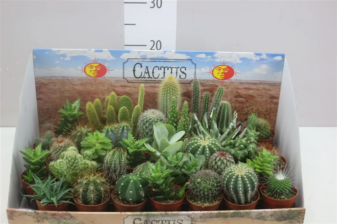 Cactus Gemengd • črepník 6,5 cm